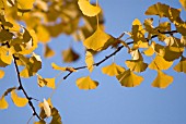 GINKGO BILOBA, GINKGO, MAIDENHAIR TREE