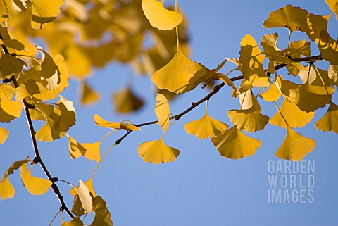 GINKGO_BILOBA_GINKGO_MAIDENHAIR_TREE