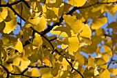 GINKGO BILOBA, GINKGO, MAIDENHAIR TREE