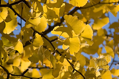 _GINKGO_BILOBA_GINKGO_MAIDENHAIR_TREE