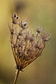 DAUCUS CAROTA, CARROT - WILD CARROT