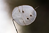 LUNARIA ANNUA, HONESTY