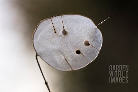 LUNARIA_ANNUA_HONESTY