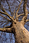 PLATANUS ACERIFOLIA, LONDON PLANE