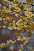 HAMAMELIS, WITCH HAZEL