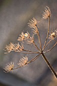 HERACLEUM SPHONDYLIUM, HOGWEED