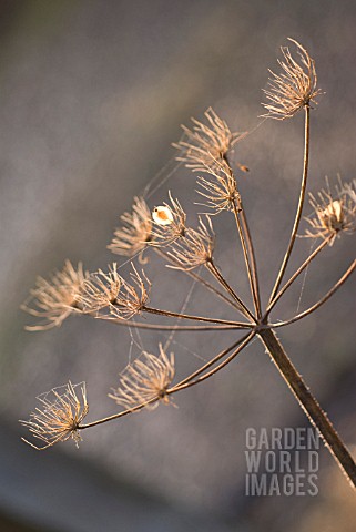 HERACLEUM_SPHONDYLIUM_HOGWEED