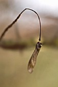 ACER CAMPESTRE, FIELD MAPLE