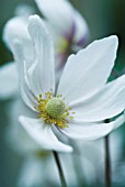 ANEMONE JAPONICA-, ANEMONE - JAPANESE ANEMONE