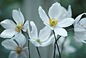 ANEMONE JAPONICA, ANEMONE - JAPANESE ANEMONE