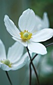 ANEMONE JAPONICA, ANEMONE - JAPANESE ANEMONE