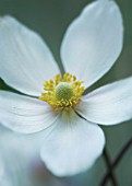 ANEMONE JAPONICA, ANEMONE - JAPANESE ANEMONE