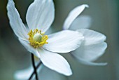 ANEMONE JAPONICA, ANEMONE - JAPANESE ANEMONE