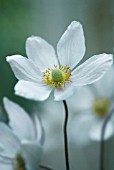 ANEMONE JAPONICA, ANEMONE - JAPANESE ANEMONE