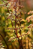 ATHYRIUM FILIX-FEMINA SUBSP. ANGUSTUM F. RUBELLUM LADY IN RED