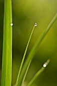 GRASS BLADES WITH DEW DROPS