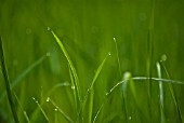 GRASS BLADES WITH DEW DROPS