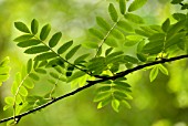 SORBUS AUCUPARIA, (ROWAN)