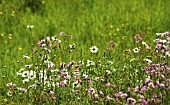 SILENE DIOICA, CAMPION RED