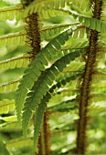 DRYOPTERIS WALLICHIANA, FERN WALLICHS WOOD FERN