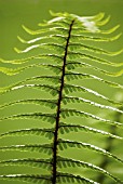 DRYOPTERIS WALLICHIANA, FERN WALLICHS WOOD FERN