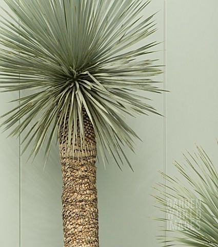 YUCCA_ROSTRATA_YUCCA