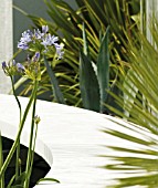 AGAPANTHUS, AGAPANTHUS