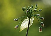 NECTAROSCORDUM SICULUM BULGARICUM, NECTAROSCORDUM