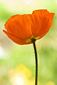 PAPAVER CROCEUM / PAPAVER NUDICALE, POPPY, ICELANDIC POPPY