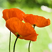 PAPAVER CROCEUM / PAPAVER NUDICALE, POPPY, ICELANDIC POPPY