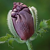 PAPAVER ORIENTALE PATTYS PLUM, POPPY, ORIENTAL POPPY