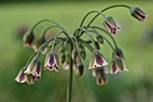 NECTAROSCORDUM SICULUM BULGARICUM, NECTAROSCORDUM