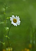 LEUCANTHEMUM VULGARE, DAISY, OXEYE DAISY