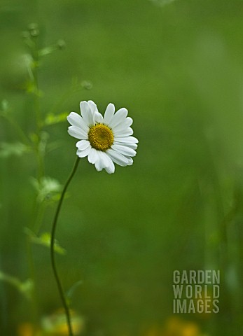 LEUCANTHEMUM_VULGARE_DAISY_OXEYE_DAISY