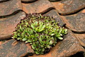 SEMPERVIVUM TECTORUM, HOUSELEEK