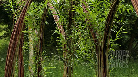 SALIX_WILLOW