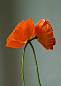 PAPAVER CROCEUM SUMMER BREEZE, POPPY, ICELANDIC POPPY