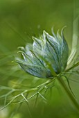 NIGELLA DAMASCENA PERSIAN JEWELS, LOVEINAMIST