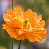 PAPAVER, POPPY