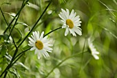 LEUCANTHEMUM VULGARE, DAISY, OXEYE DAISY