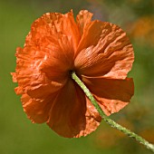 PAPAVER CROCEUM / PAPAVER NUDICALE, POPPY, ICELANDIC POPPY