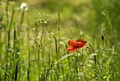 PAPAVER RHOEAS, POPPY