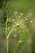 FOENICULUM VULGARE, FENNEL