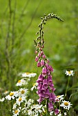 DIGITALIS PURPUREA, FOXGLOVE