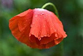 PAPAVER RHOEAS ANGELS CHOIR, POPPY