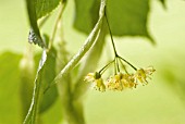 TILIA EUROPEA, LINDEN, LIME TREE