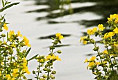 MIMULUS LUTEUS, MONKEY FLOWER