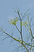 FOENICULUM VULGARE, FENNEL