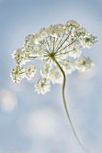 UMBELLIFER ON BLUE BACKGROUND