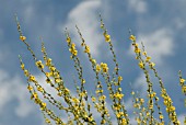 VERBASCUM